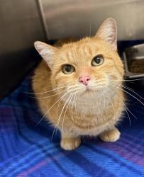 Shelter Stray Female Cat last seen Near Central Avenue, GREAT FALLS, MT, 59405, 1010 25th Ave NE, Great Falls, MT 59404, USA