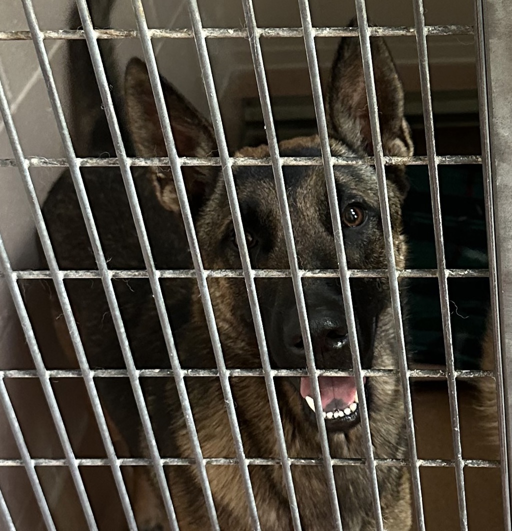 Shelter Stray Male Dog last seen found RAL, San Diego, CA, 92105, 5500 Gaines St, San Diego, CA 92110, USA