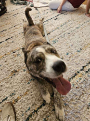 Shelter Stray Male Dog last seen Near W 7th, Escondido, CA, 92025, Escondido, CA 92027, USA
