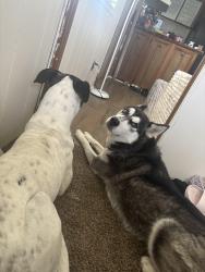 Lost Female Dog last seen Lake Bambi, Land O' Lakes, FL 34639