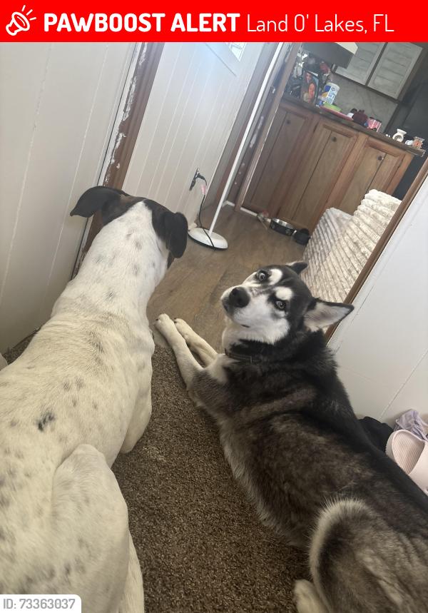 Lost Female Dog last seen Lake Bambi, Land O' Lakes, FL 34639