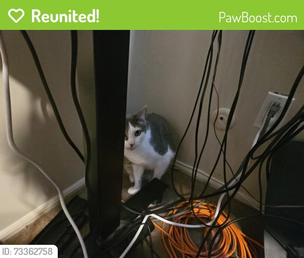 Reunited Male Cat last seen South Street, Morristown, NJ 07960