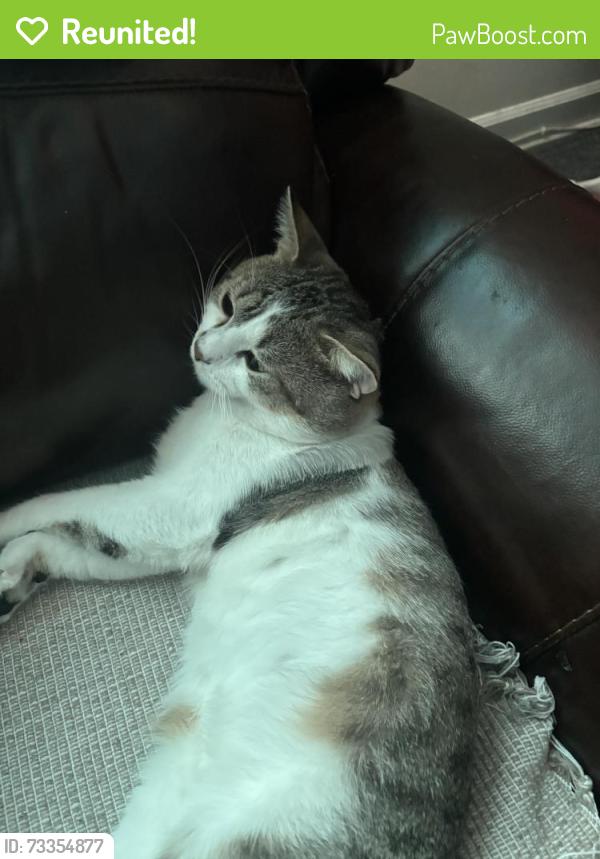 Reunited Male Cat last seen Near W Touhy, Chicago, IL 60626
