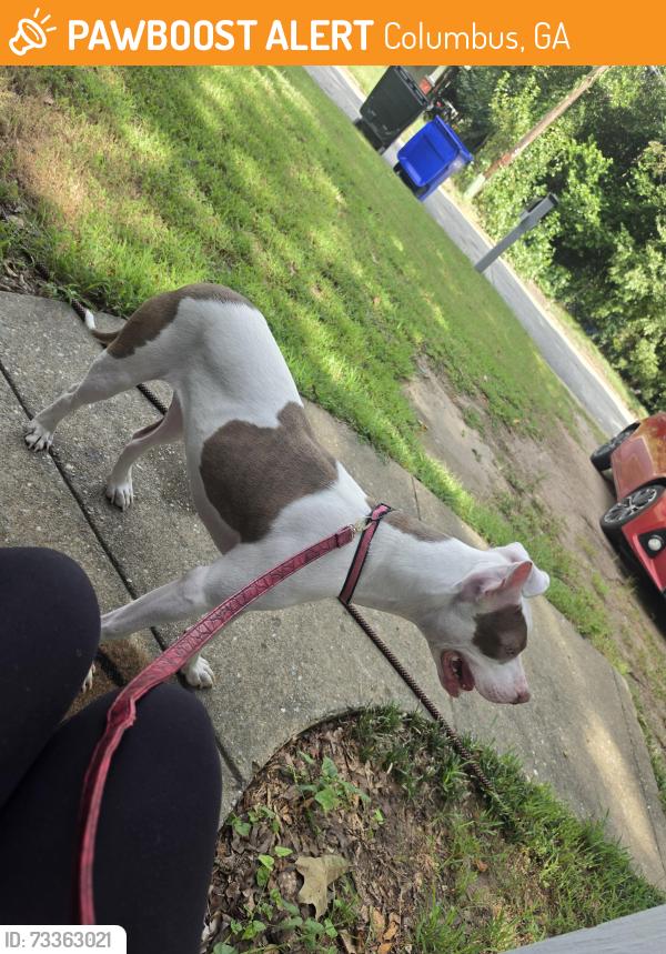 Found/Stray Female Dog last seen 7th ave, Columbus, GA 31901