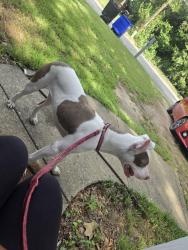 Found/Stray Female Dog last seen 7th ave, Columbus, GA 31901