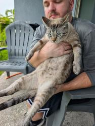 Reunited Unknown Cat last seen Bexley Neighborhood - sr 54/589, Land O' Lakes, FL 34638