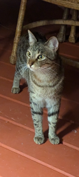 Lost Male Cat last seen Snyder and John R, East Lansing, MI 48823