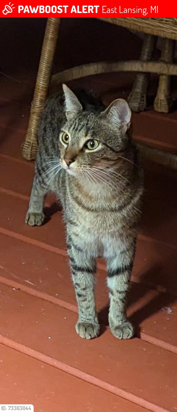Lost Male Cat last seen Snyder and John R, East Lansing, MI 48823