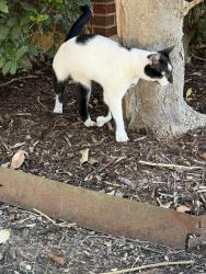 Found/Stray Unknown Cat last seen Liliard Administration Building on UCO’s campus, Edmond, OK 73034