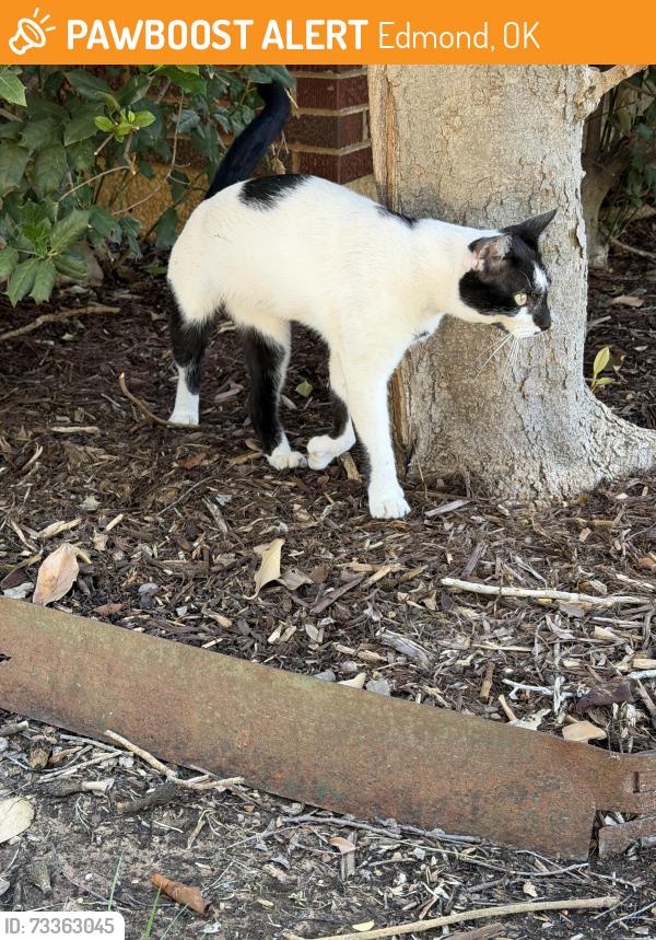 Found/Stray Unknown Cat last seen Liliard Administration Building on UCO’s campus, Edmond, OK 73034