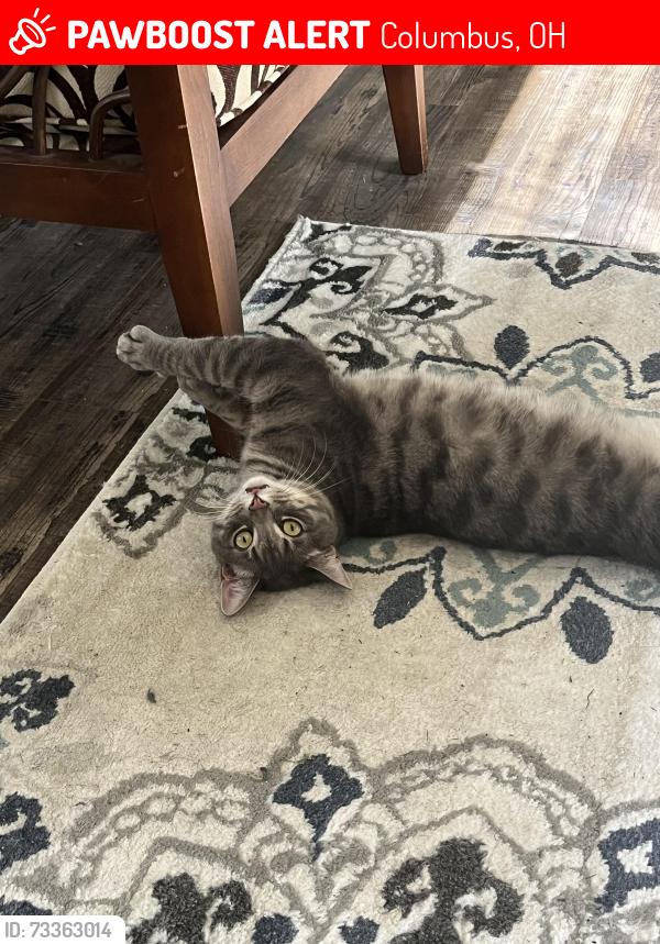 Lost Male Cat last seen McKinley Ave and Quarry View, Columbus, OH 43204
