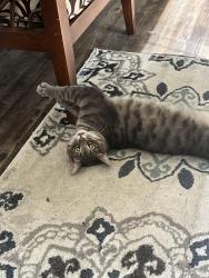 Lost Male Cat last seen McKinley Ave and Quarry View, Columbus, OH 43204
