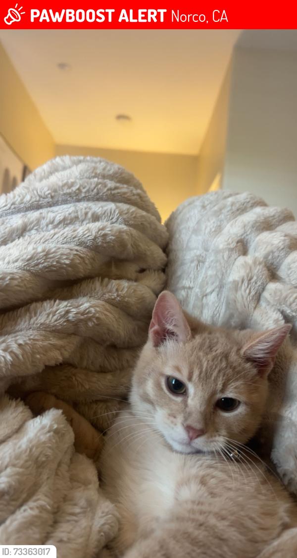 Lost Male Cat last seen Norco hills, Norco, CA 92860