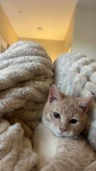 Lost Male Cat last seen Norco hills, Norco, CA 92860