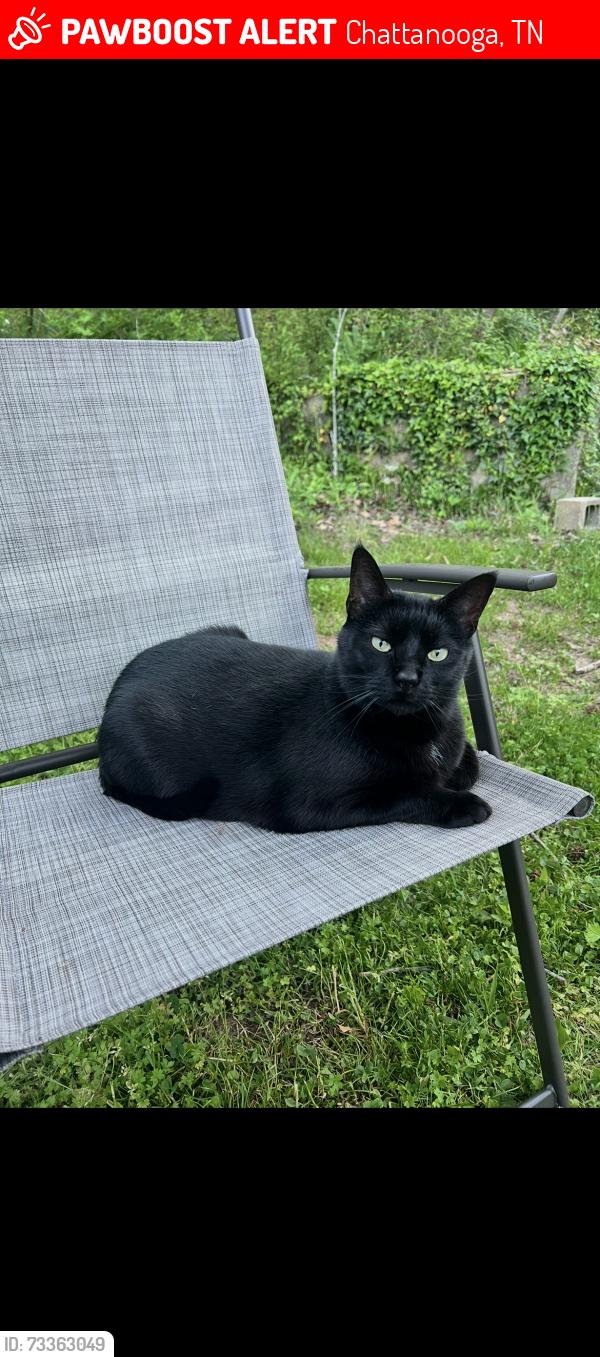 Lost Male Cat last seen Isbill Road, Chattanooga, TN 37419