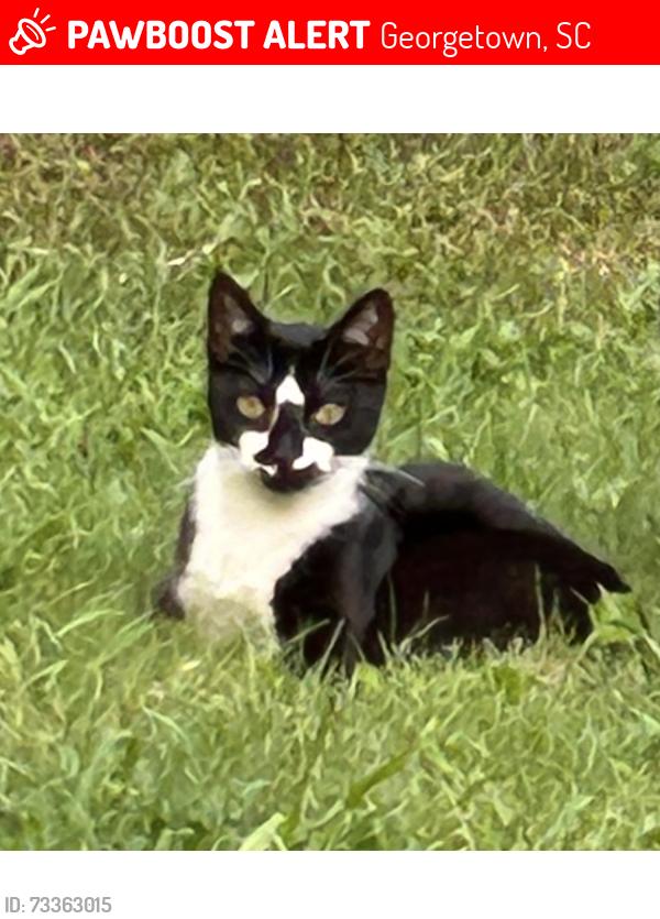 Lost Male Cat last seen Shop Wall Street, Georgetown, SC 29440