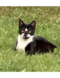 Lost Male Cat last seen Shop Wall Street, Georgetown, SC 29440