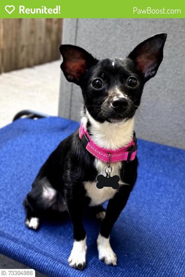 Reunited Female Dog last seen S Iowa Ave and 49th SW (Possible sighting in Prairie Star Neighborhood), Campion, CO 80537