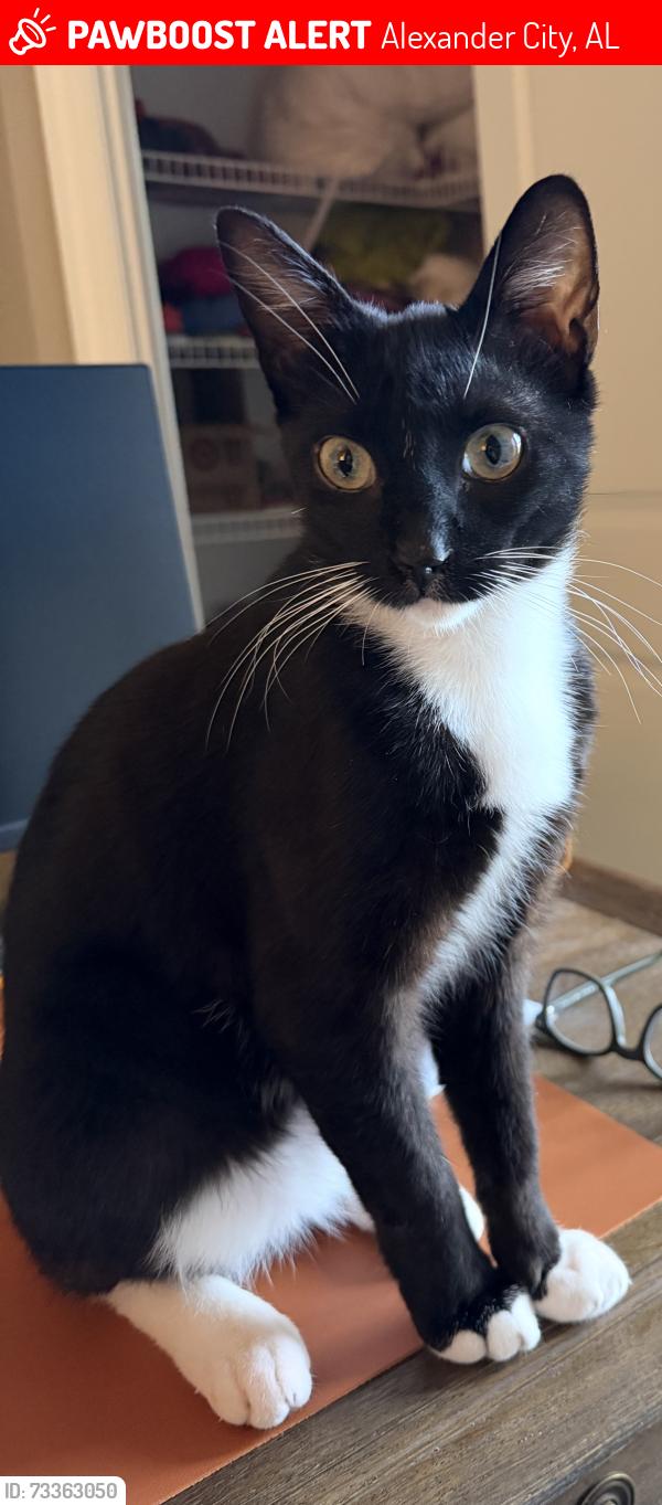Lost Male Cat last seen Highway 280 near River North Marina, Alexander City, AL 35010