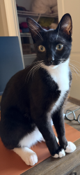 Lost Male Cat last seen Highway 280 near River North Marina, Alexander City, AL 35010