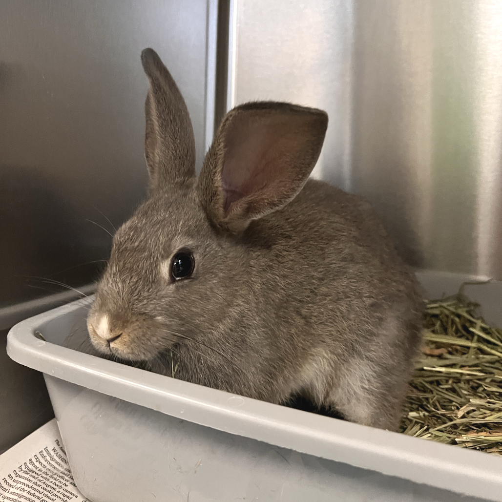 Shelter Stray Female Rabbit last seen , 2608 Center St, Tacoma, WA 98409, USA