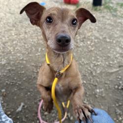 Shelter Stray Male Dog last seen , Animal Care & Control Team of Philly, 111 W Hunting Park Ave, Philadelphia, PA 19140, USA