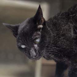 Shelter Stray Female Cat last seen , Animal Care & Control Team of Philly, 111 W Hunting Park Ave, Philadelphia, PA 19140, USA
