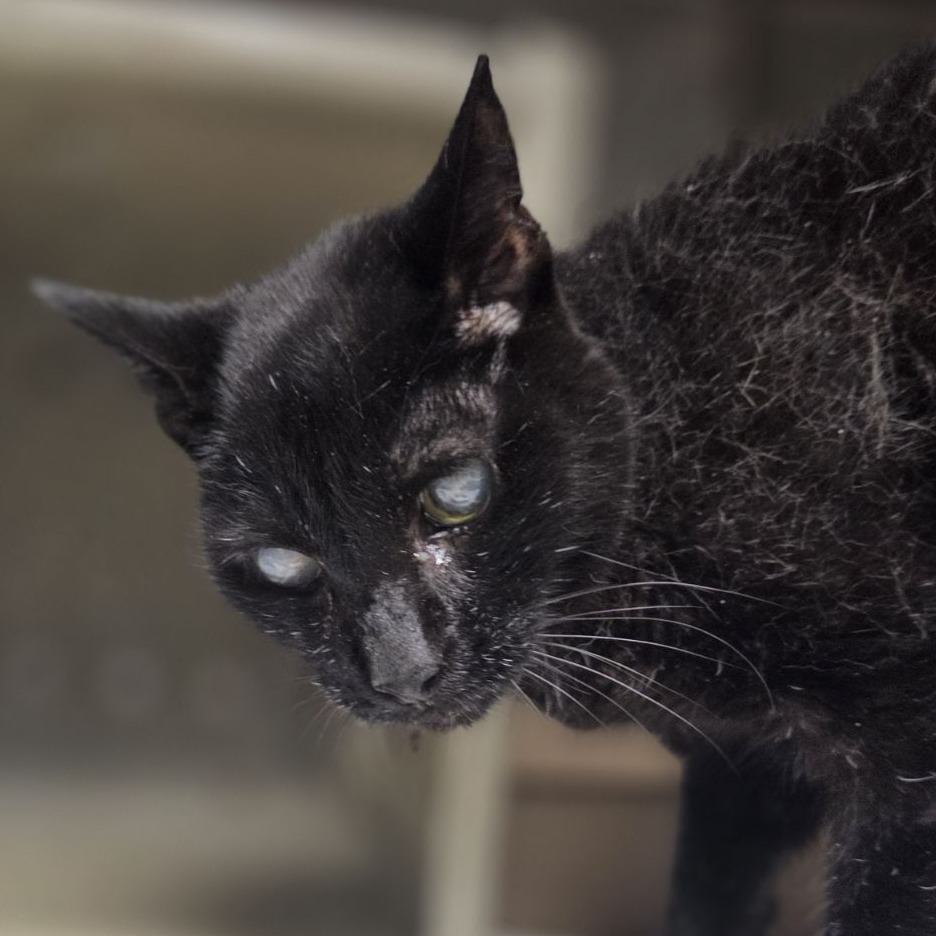 Shelter Stray Female Cat last seen , Animal Care & Control Team of Philly, 111 W Hunting Park Ave, Philadelphia, PA 19140, USA