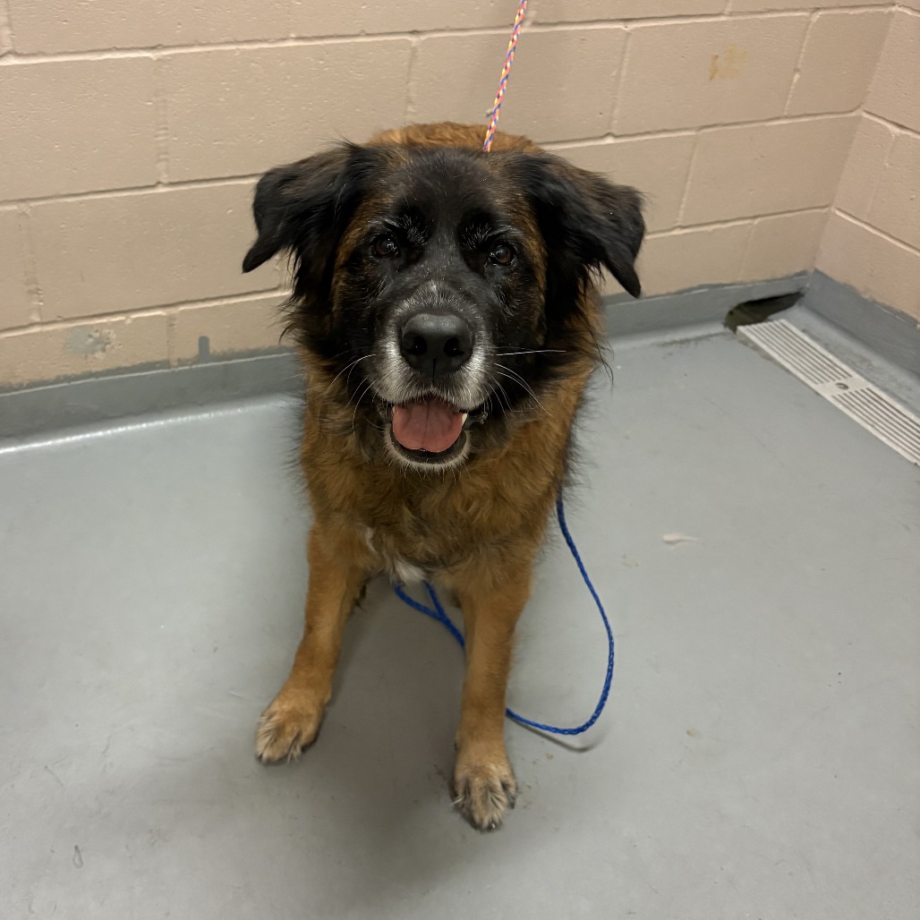 Shelter Stray Female Dog last seen , 2608 Center St, Tacoma, WA 98409, USA