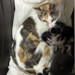 Shelter Stray Female Cat last seen , 361 S Raymond Ave, Pasadena, CA 91105, USA