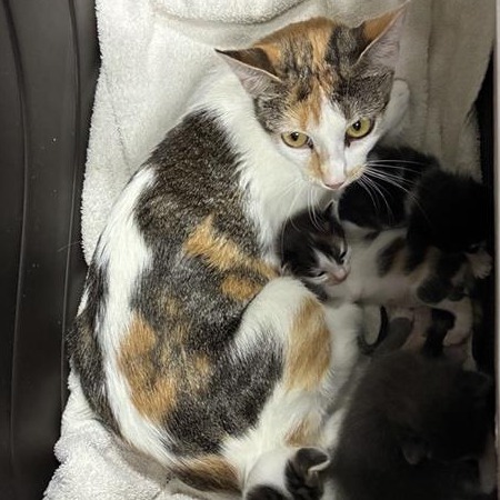 Shelter Stray Female Cat last seen , 361 S Raymond Ave, Pasadena, CA 91105, USA