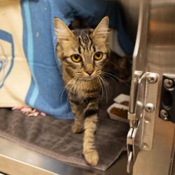 Shelter Stray Female Cat last seen , 361 S Raymond Ave, Pasadena, CA 91105, USA