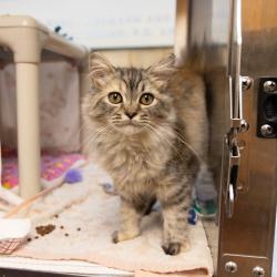 Shelter Stray Female Cat last seen , 361 S Raymond Ave, Pasadena, CA 91105, USA