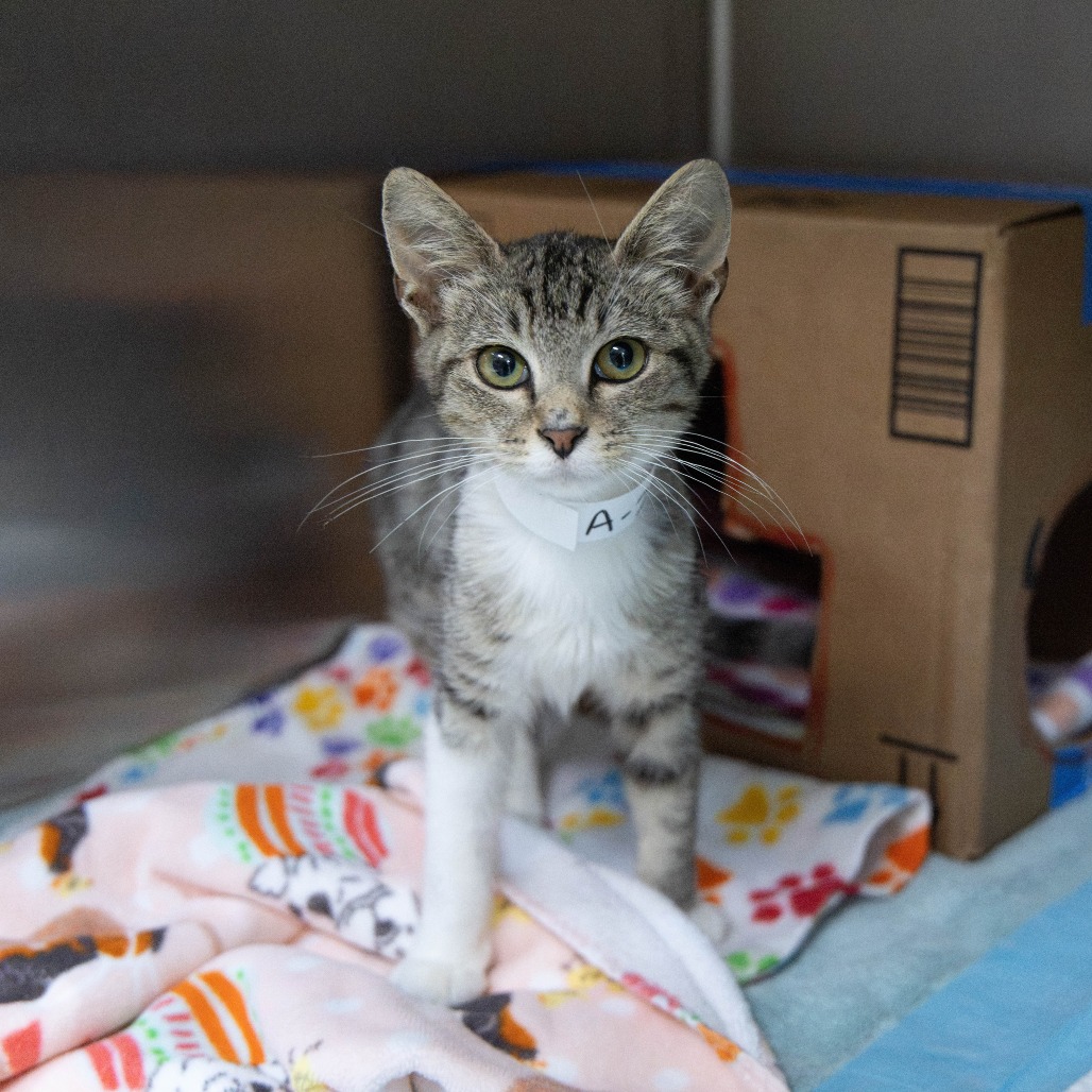 Shelter Stray Male Cat last seen , 361 S Raymond Ave, Pasadena, CA 91105, USA