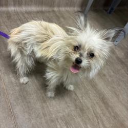 Shelter Stray Female Dog last seen , 361 S Raymond Ave, Pasadena, CA 91105, USA