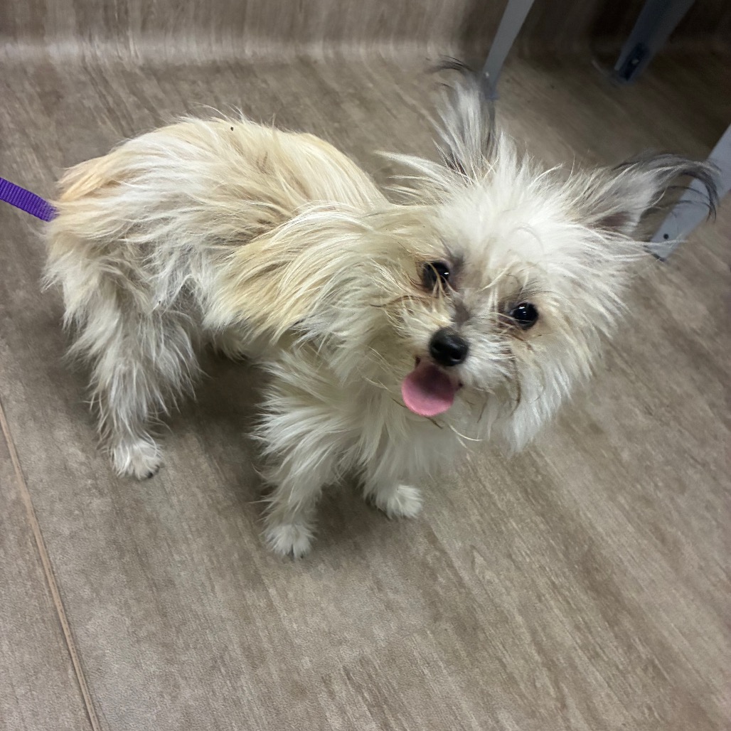 Shelter Stray Female Dog last seen , 361 S Raymond Ave, Pasadena, CA 91105, USA