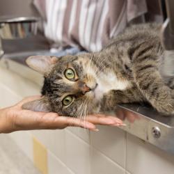 Shelter Stray Male Cat last seen , 361 S Raymond Ave, Pasadena, CA 91105, USA