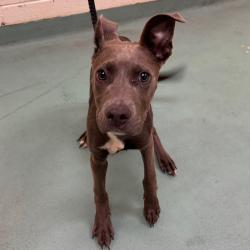 Shelter Stray Female Dog last seen , 2350 Appling City Cove, Memphis, TN 38133, USA