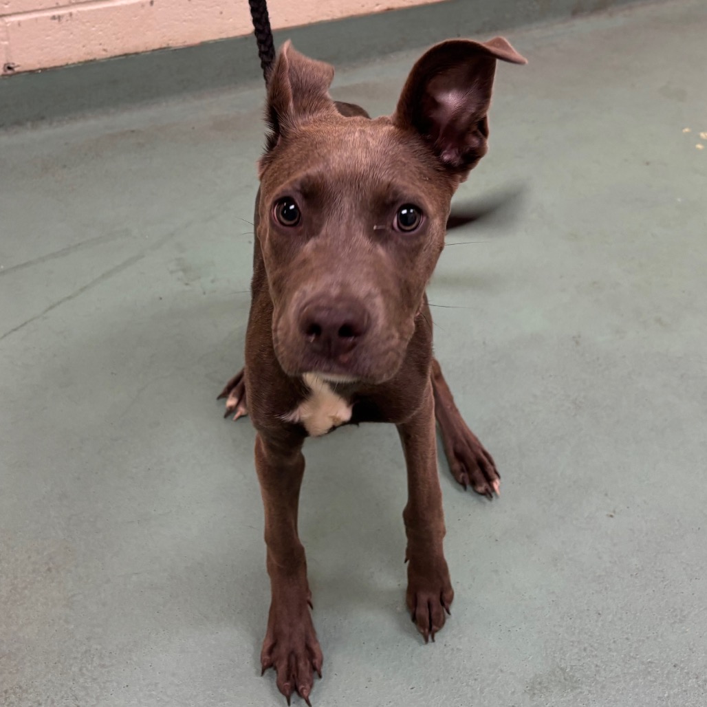 Shelter Stray Female Dog last seen , 2350 Appling City Cove, Memphis, TN 38133, USA