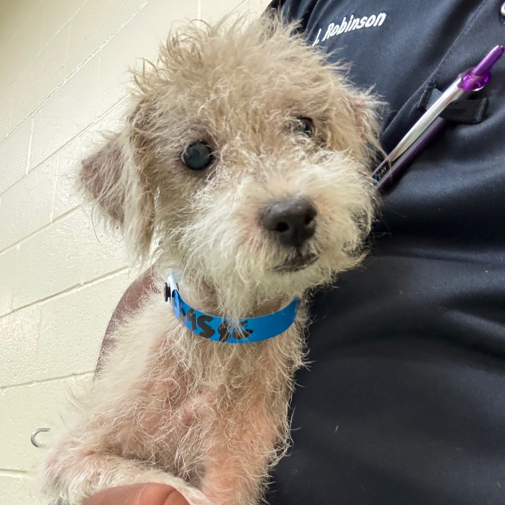 Shelter Stray Male Dog last seen , 2350 Appling City Cove, Memphis, TN 38133, USA