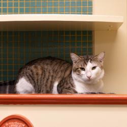 Shelter Stray Male Cat last seen , 361 S Raymond Ave, Pasadena, CA 91105, USA