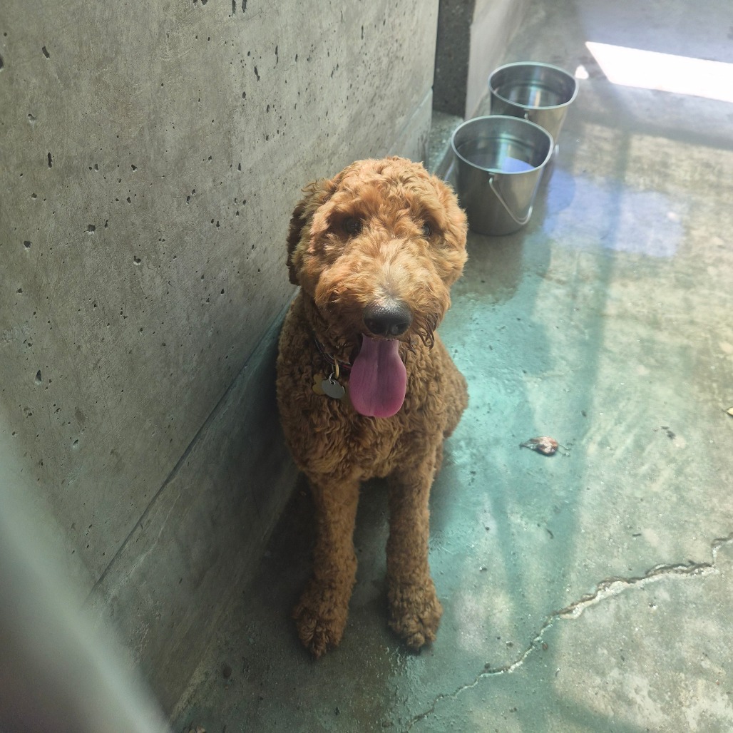 Shelter Stray Male Dog last seen , 361 S Raymond Ave, Pasadena, CA 91105, USA