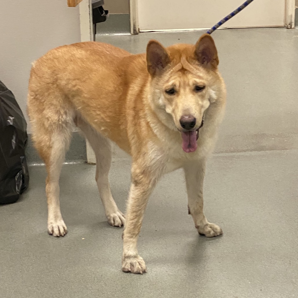 Shelter Stray Unknown Dog last seen , 6621 Westminster Ave, Garden Grove, CA 92844, USA