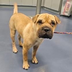 Shelter Stray Female Dog last seen , 980 Guilford College Rd, Greensboro, NC 27409, USA
