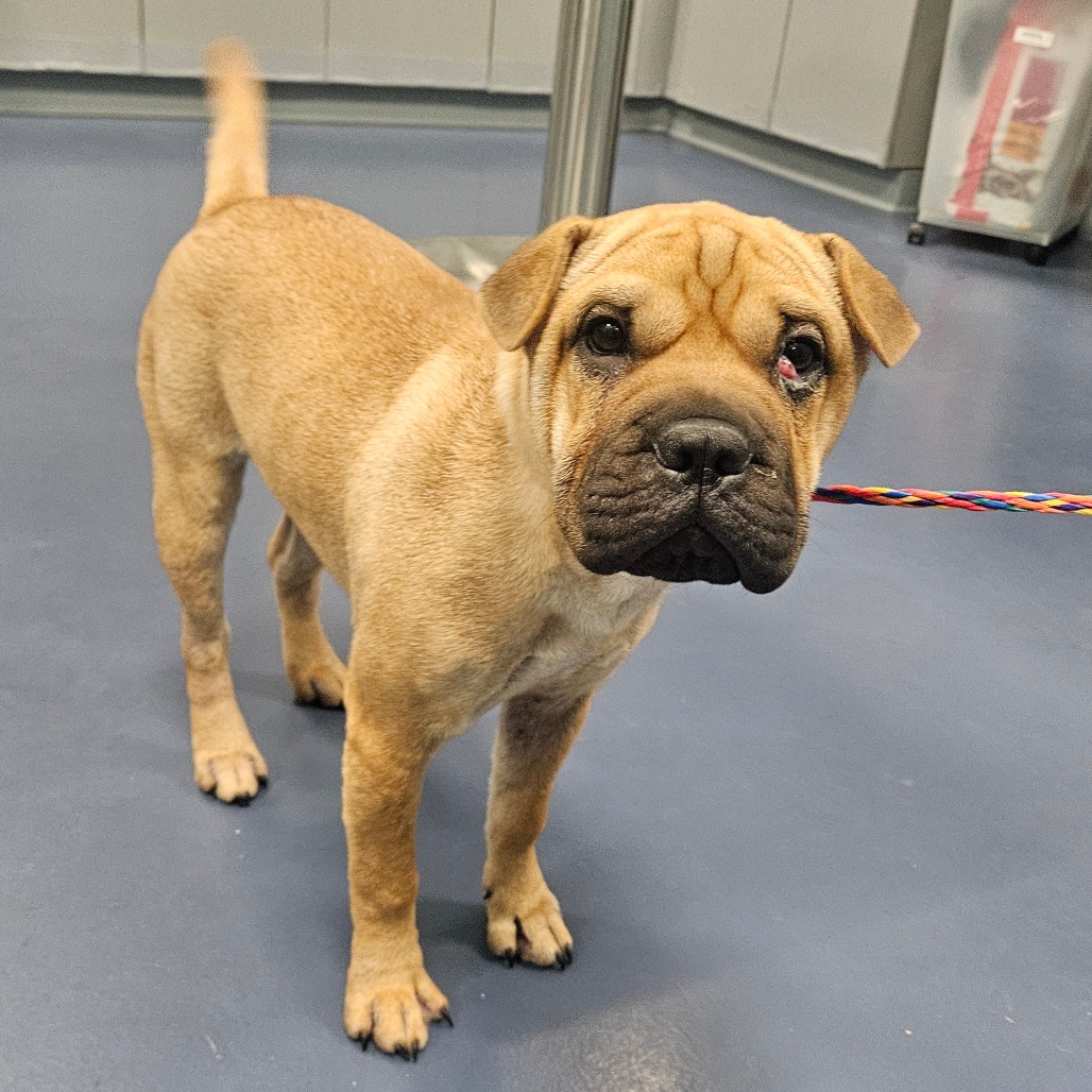 Shelter Stray Female Dog last seen , 980 Guilford College Rd, Greensboro, NC 27409, USA