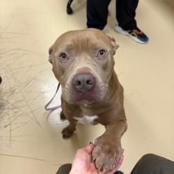Shelter Stray Male Dog last seen , 5570 Sturmer Park Cir, Winston-Salem, NC 27105, USA