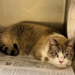 Shelter Stray Male Cat last seen , 5570 Sturmer Park Cir, Winston-Salem, NC 27105, USA