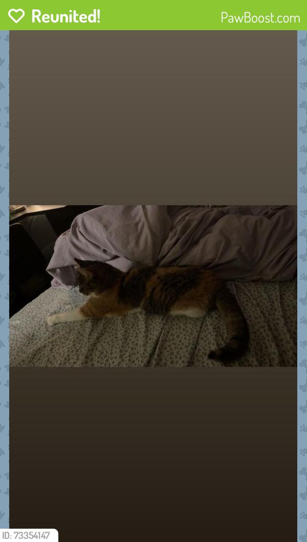 Reunited Female Cat last seen parchment point s, Parchment, MI 49004