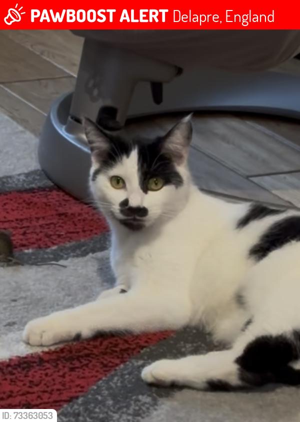 Lost Female Cat last seen Friars Ave, Delapre, England 