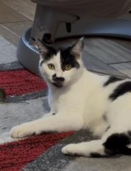 Lost Female Cat last seen Friars Ave, Delapre, England 